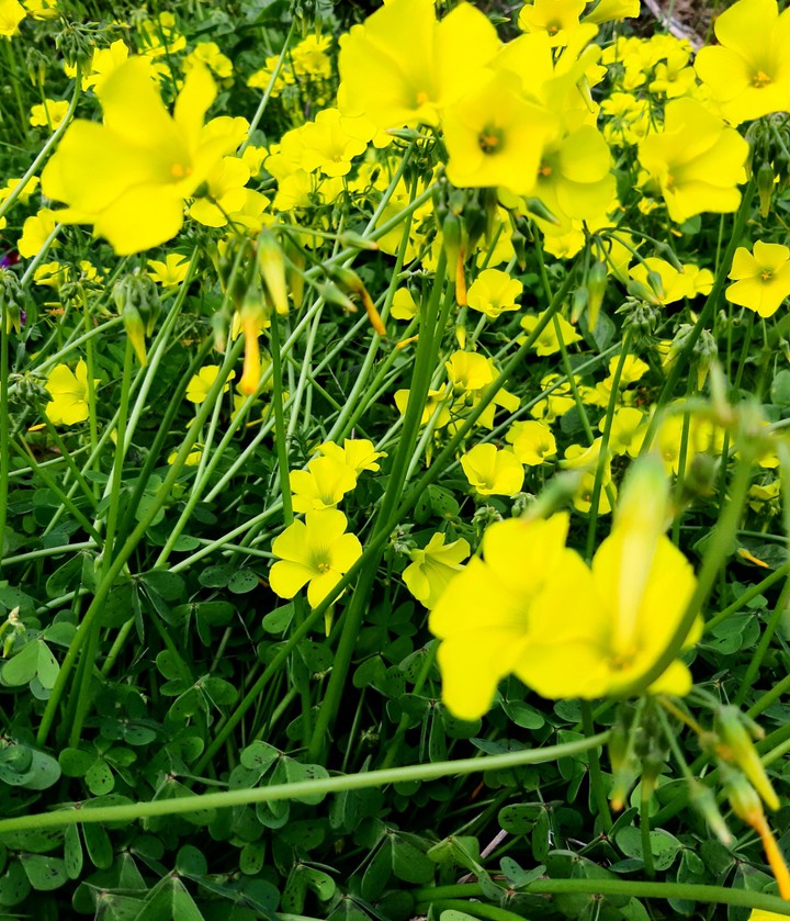 Yellow flowers