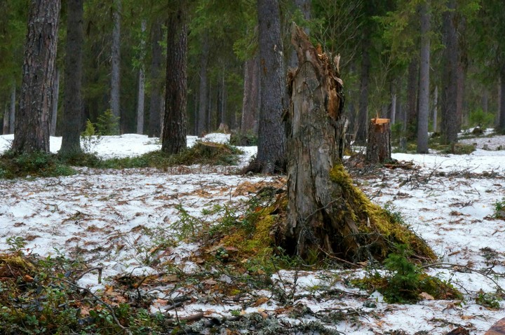 Stump