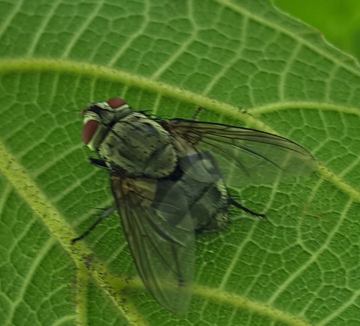 flies