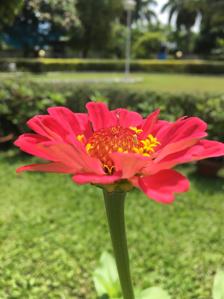 Blooming Zinnia in my garden