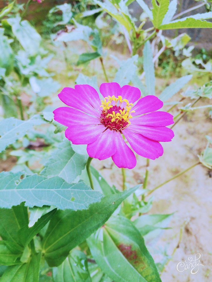 Shine like beautiful flower.