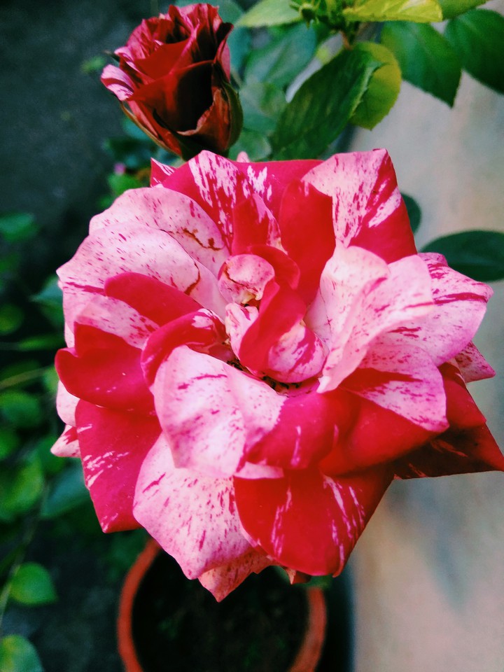 Multicolored rose