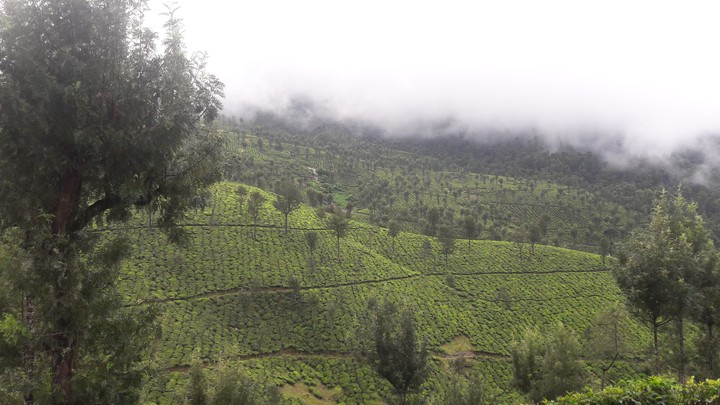 nature