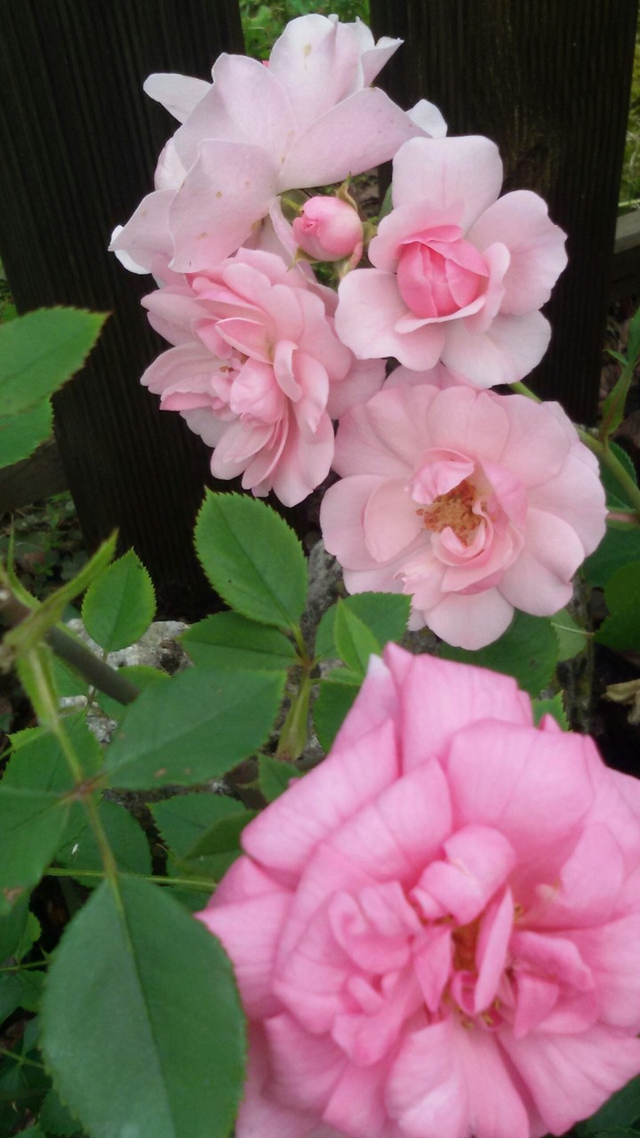 rose a cespuglio del mio giardino