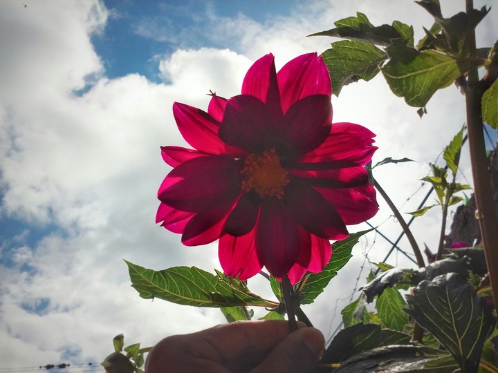 Flor