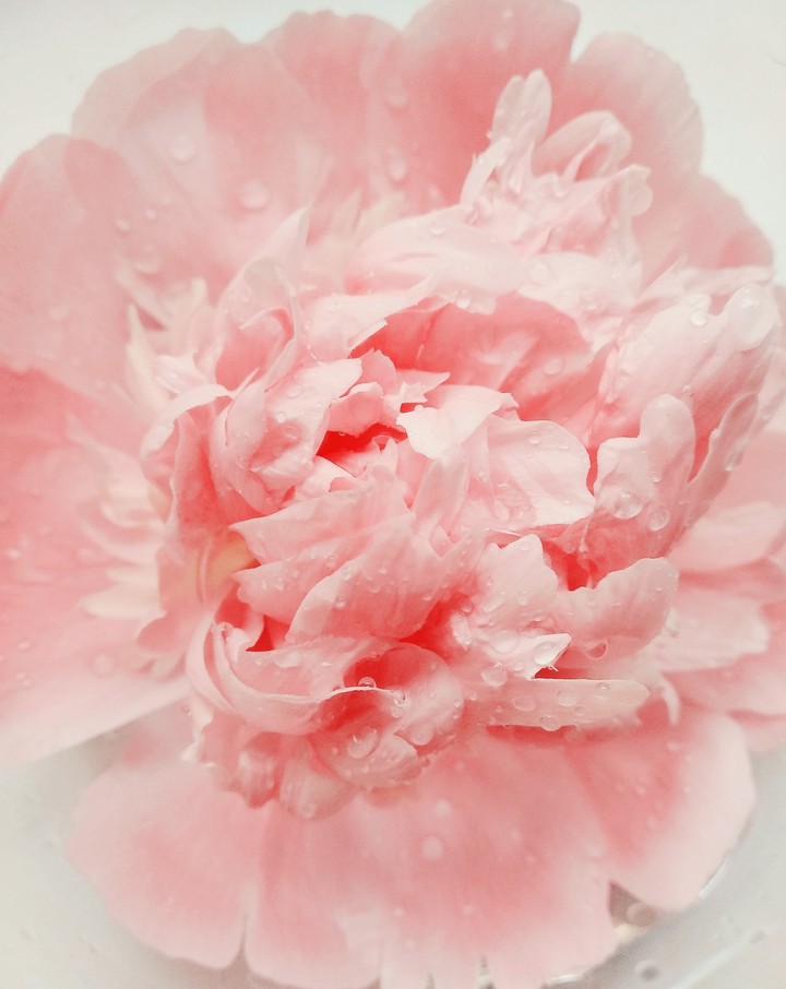 Flower-1