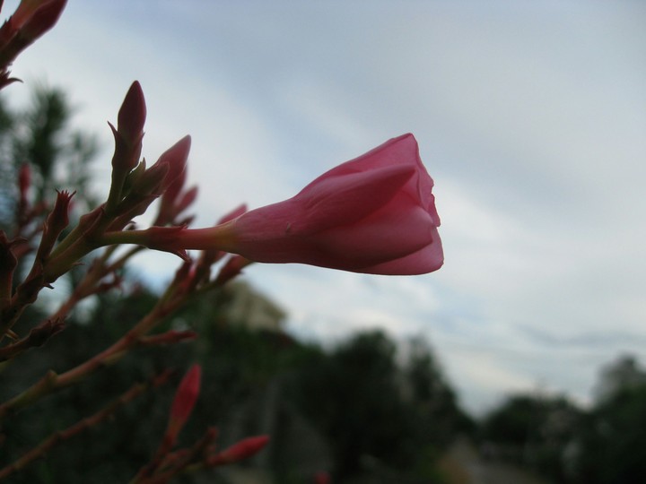 Tulip