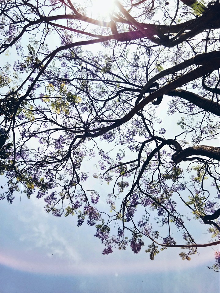 Sun and Flowers..