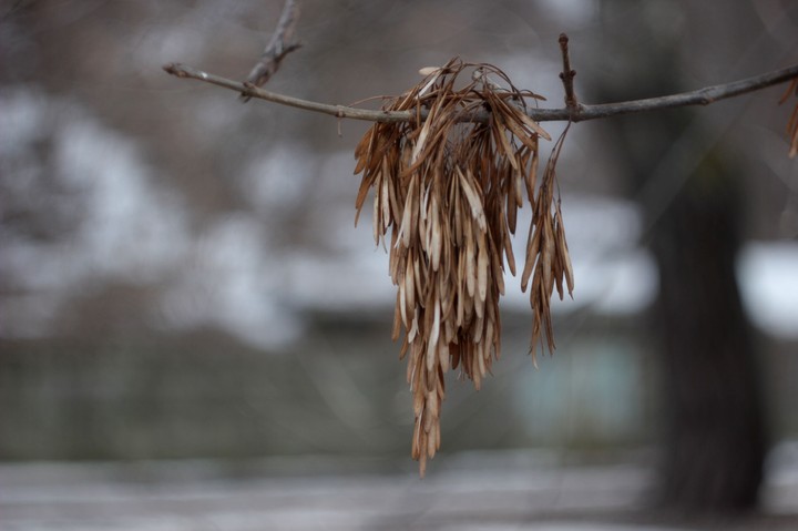 branch