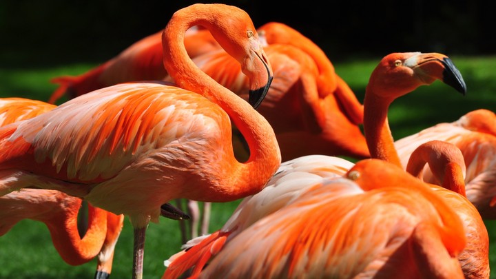 Flamigo Birds
