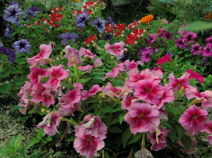 beautiful Petunia flower