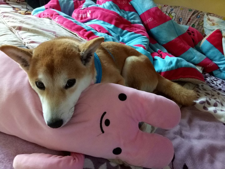 DOG柴