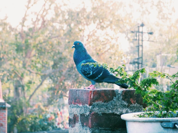 Bird