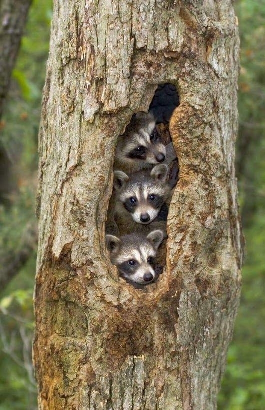 family cute