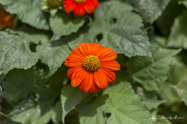 Orange Flowers