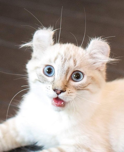 MEAW