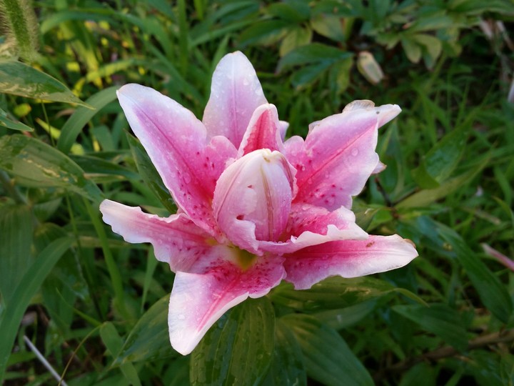 Lily