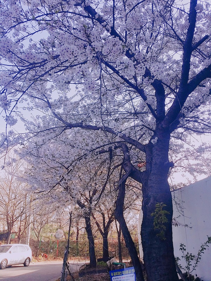 벚꽃이 활짝 피어 있다