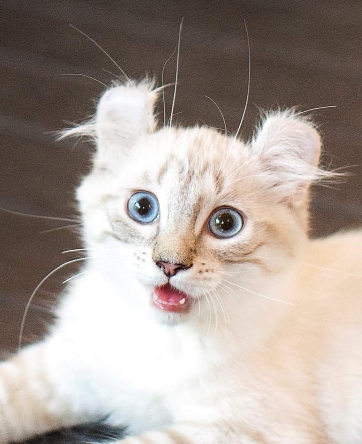 MEAW