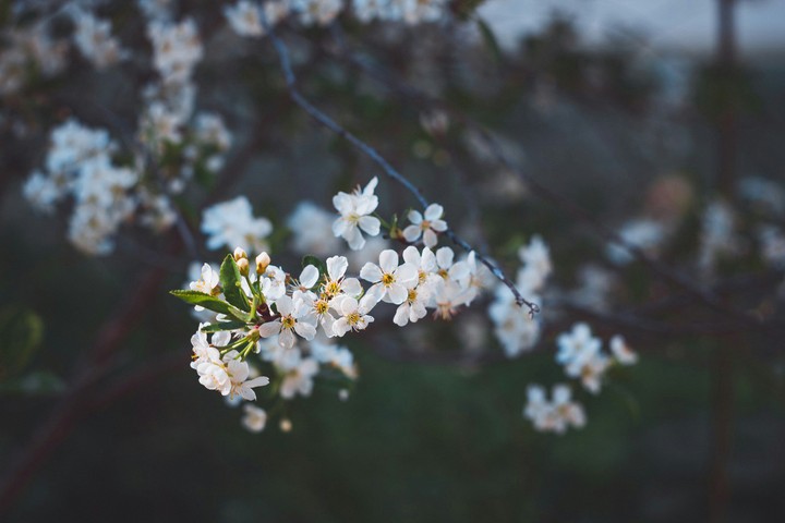 Spring flowers