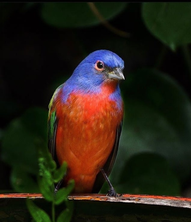 Bird