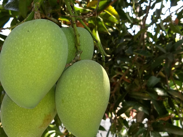 mangoes..