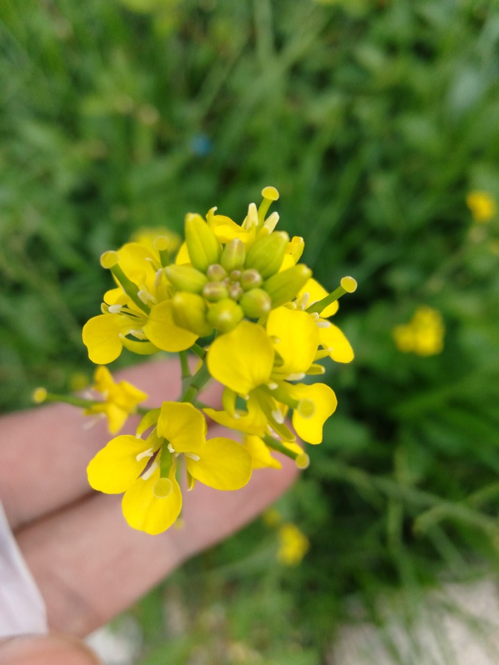 #yellow