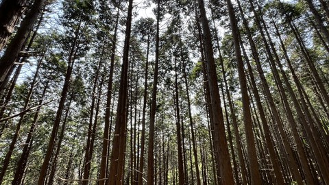 tree, forest wallpapers