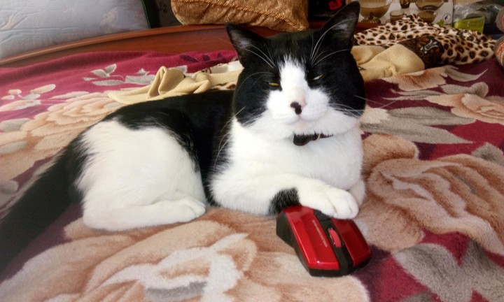 my cat