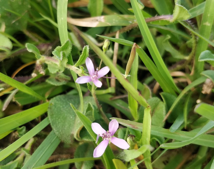 wildflowers