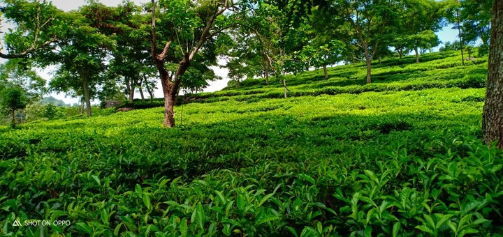 nature
