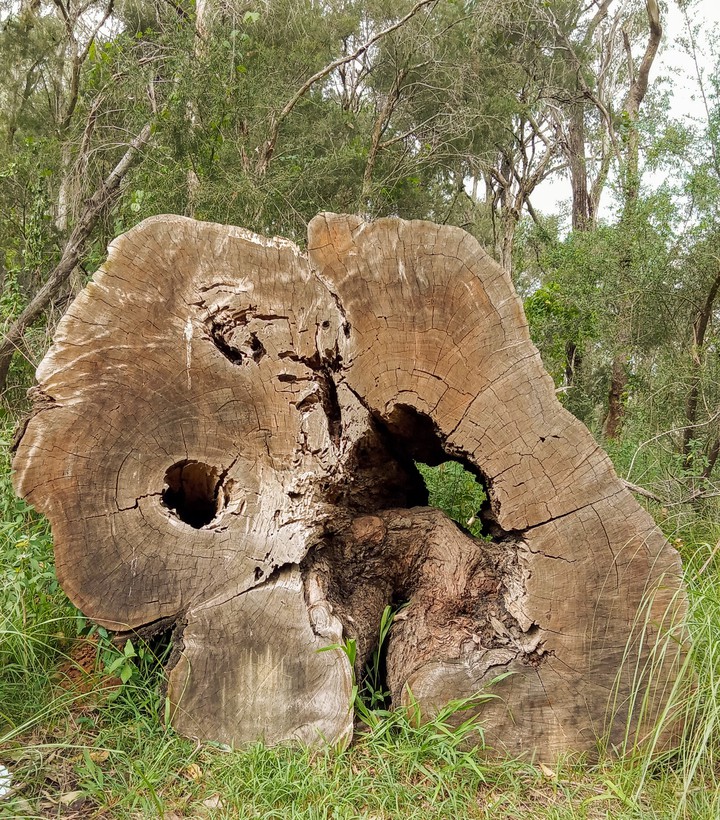 Stump