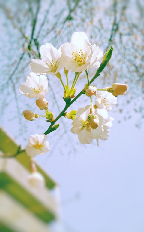 hình nền twig, plant