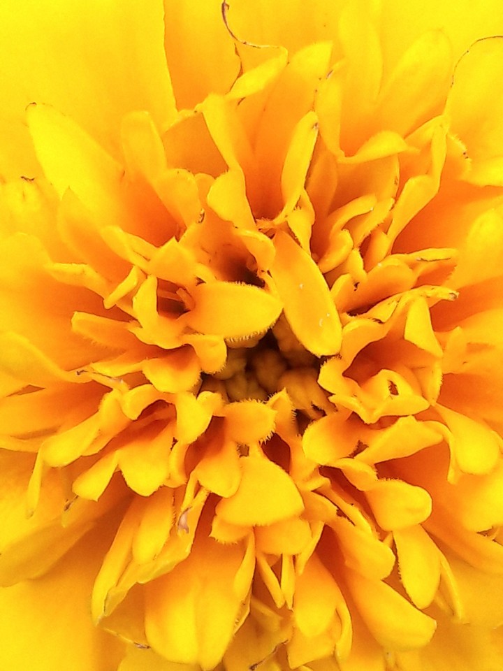 Pollen