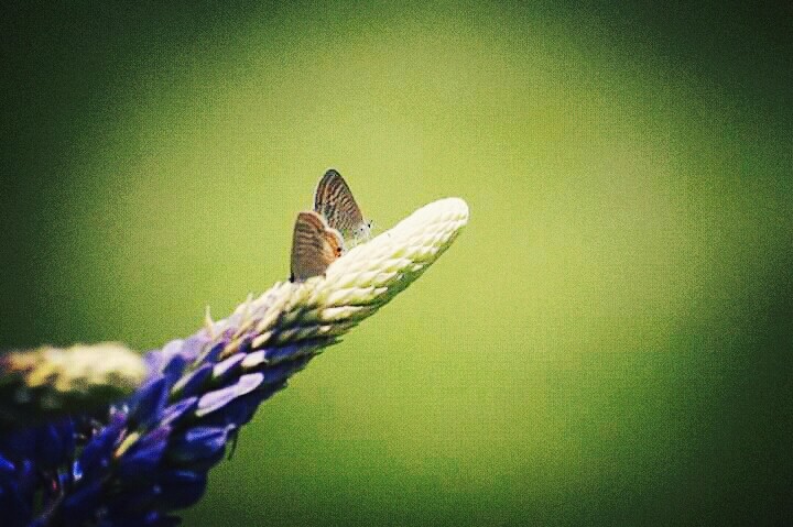 fly