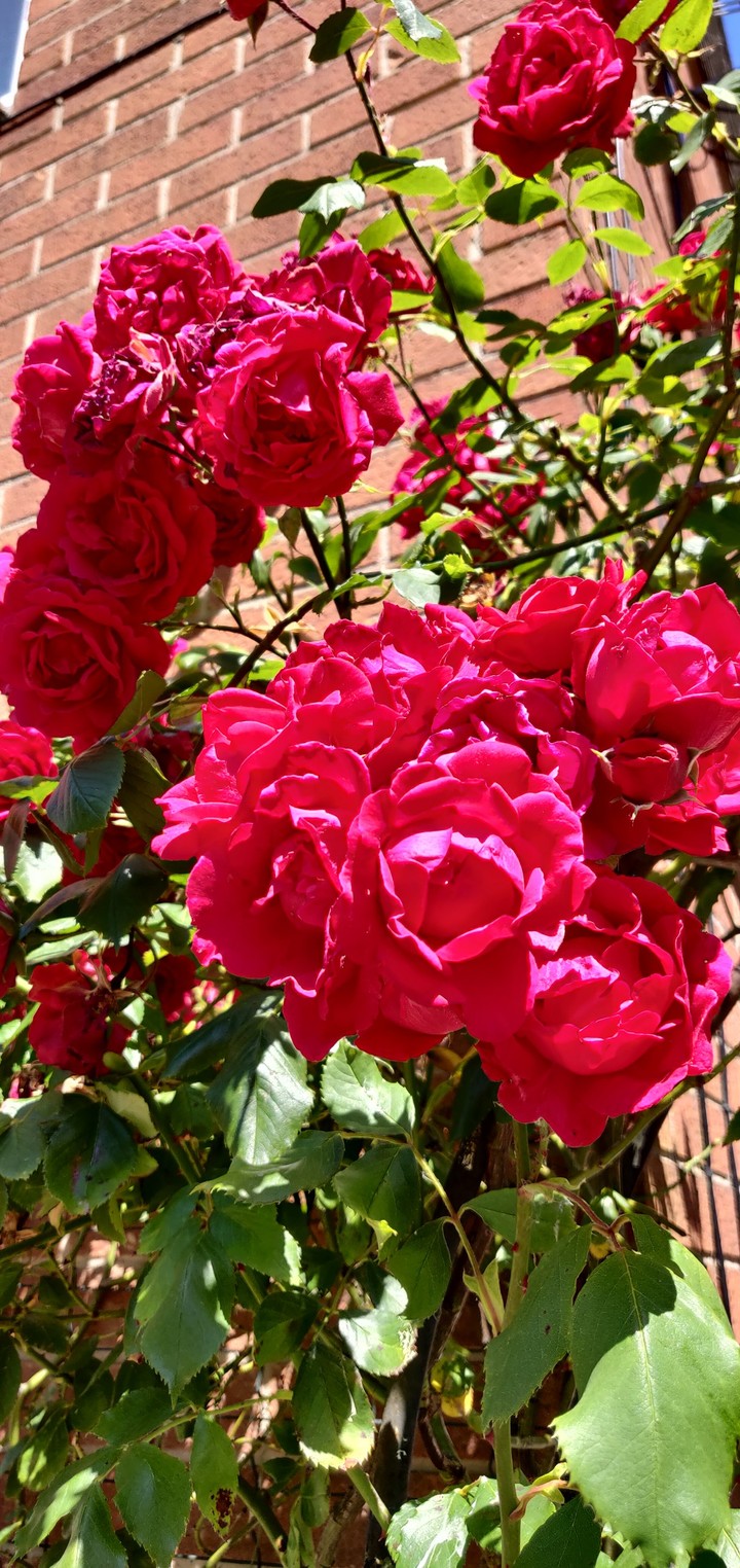 roses