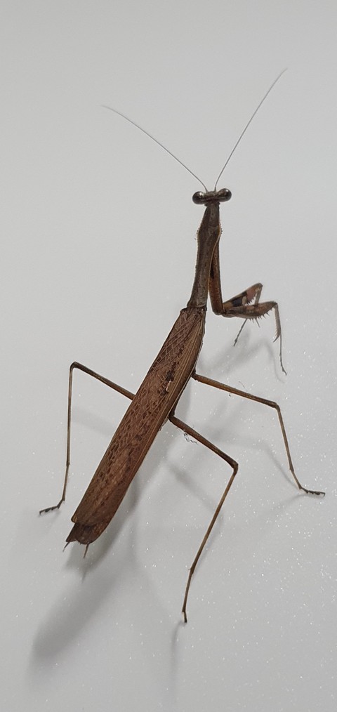 Mantis in protective color