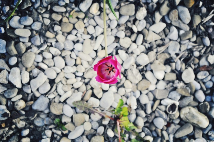 Tulipe rose