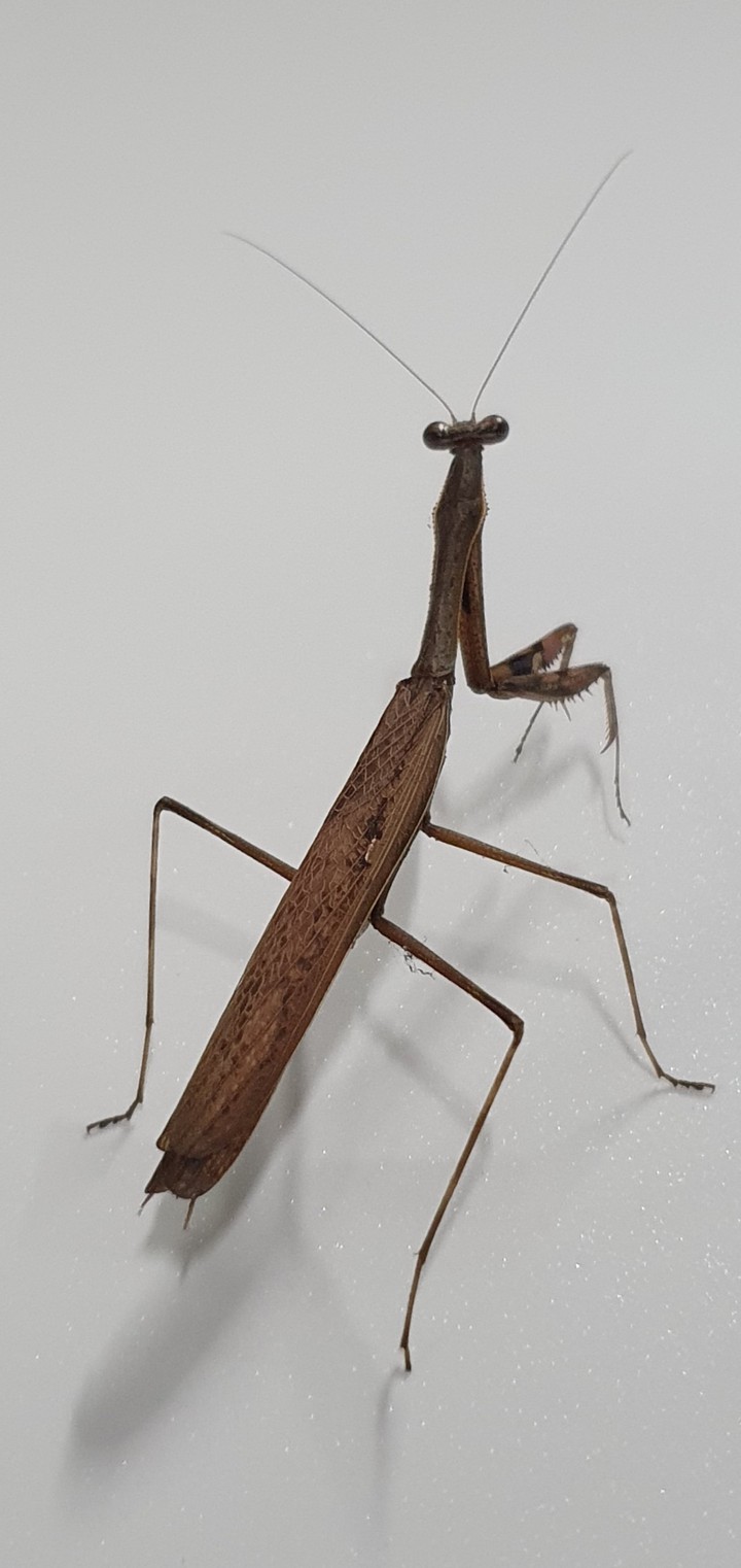 Mantis in protective color