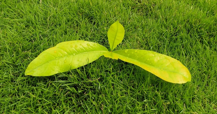 green
