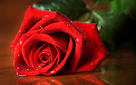 roza