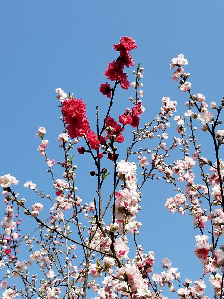 陽春の花⑥