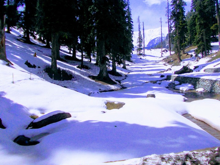 Into the pines