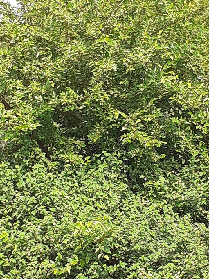 trees