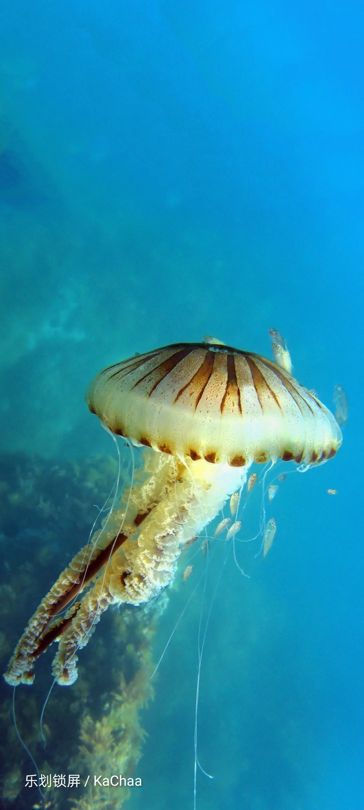 jellyfish