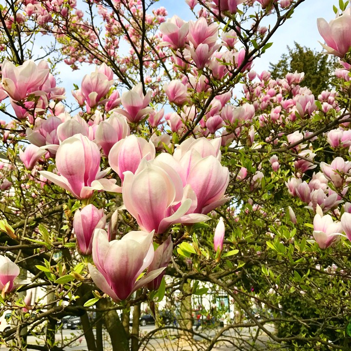 Magnolia