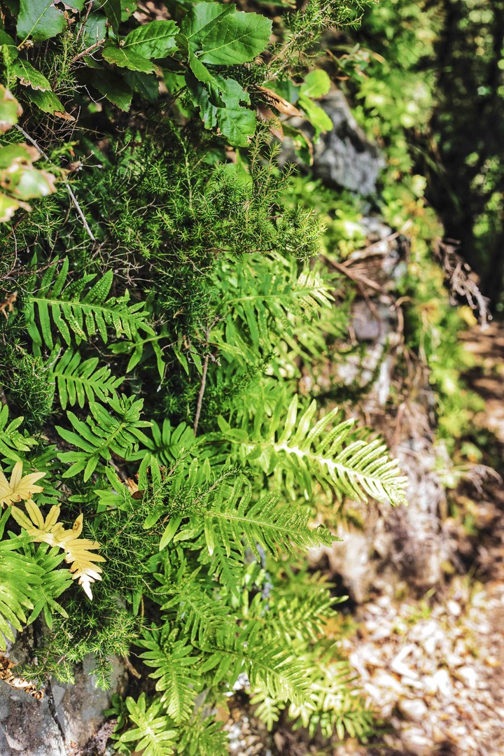 Plant