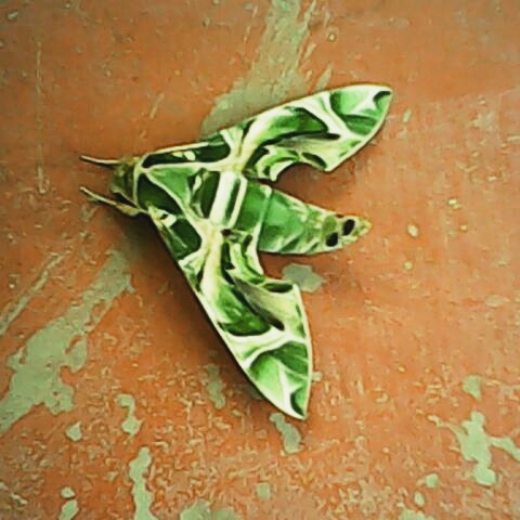 butterfly