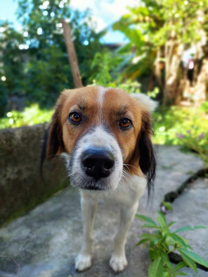 Dog