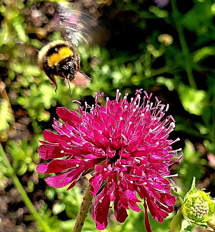 Pollinator